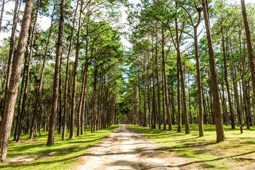 Walkway Lane Path With Green Trees in Pine park at Boa Keaw Silv