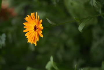 Eine einzelne Blume