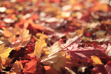 background texture of yellow leaves autumn leaf background