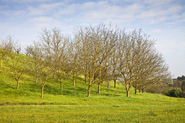 Fototapeta premium Typical Tuscany landscape (Italy)