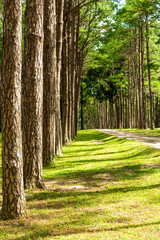 Walkway Lane Path With Green Trees in Pine park at Boa Keaw Silv