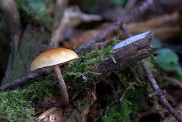 Champignons