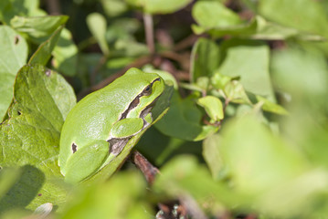 Laubfrosch im Grünen, Biosphärenreservat Elbtalaue, Niedersachsen, Deutschland