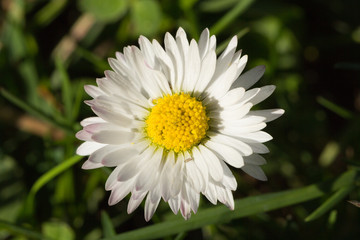 Daisy