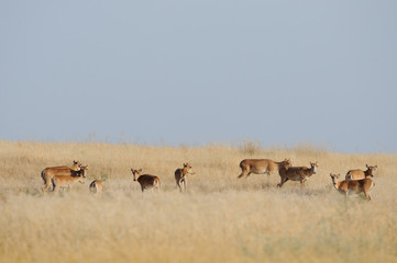 Fototapeta na wymiar Saiga antelopes herd in morning steppe