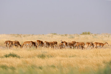 Wild Saiga antelope herd in Kalmykia steppe