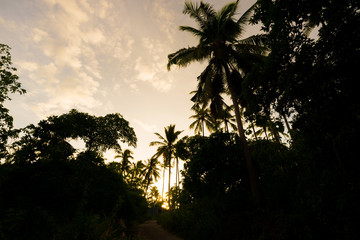 Amazing view of sky with coconut palm trees