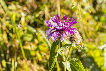 Flower (Centaurea pseudophrygia) clearing