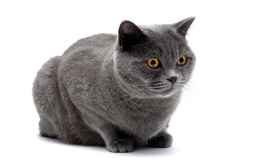 cat with yellow eyes lying on white background