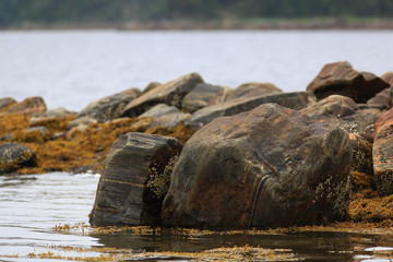 low tide, the rocks on the beach