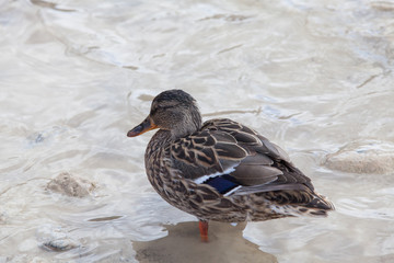 Duck on a black lake Durmitor National Park