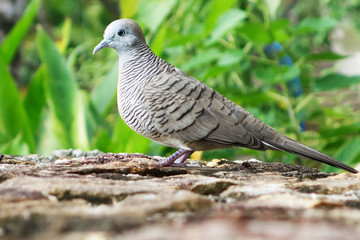 Naklejka premium gray dove in the garden