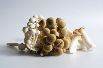Isolated group of mushroom on white background