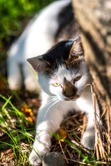 木の下で休むのらねこ