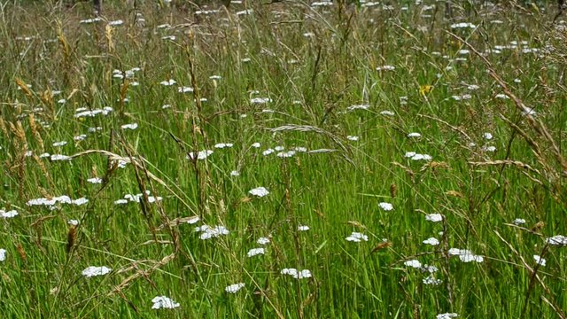 Wild flowers in mountains