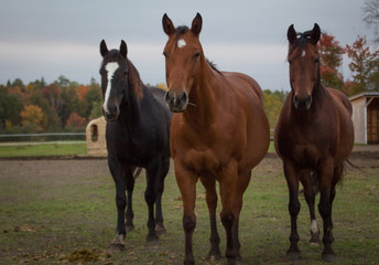 Fototapeta na wymiar tree horses in the field 