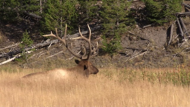 Bull Elk Bedded During the Fall Rut