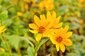 
yellow flowers of the forest