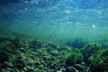 underwater scenery, algae, clean clear water, mountain river cleanliness