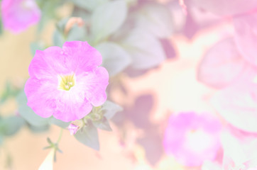 Soft focus floral background