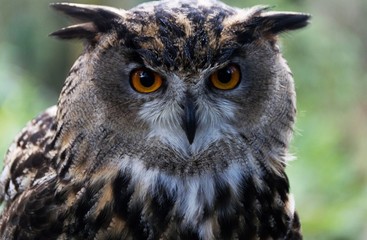 Portrait image of an eagle owl 