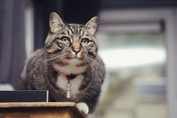 chat tigré avec médaille dans maison
