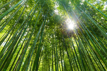 Fototapeta na wymiar High Bamboo forest