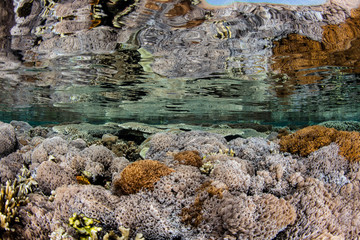 Corals in Shallow Water in Indonesia