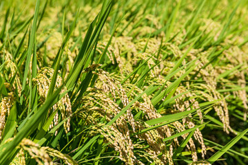 Paddy rice meadow