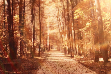 Fototapeta na wymiar landscape autumn path in the park