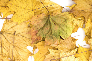 maple leaf on the white background