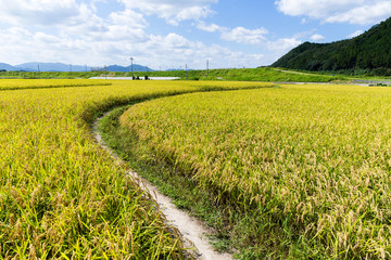 Foorpath between the paddy rice meadow