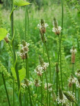Wilde Wiese mit Spitzwegerich