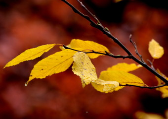herbstlich