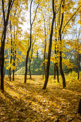 Fototapeta na wymiar Autumn trees, yellow leaves on trees, autumn landscape, autumn p