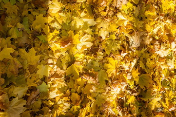 Autumn trees, yellow leaves on trees, autumn landscape, autumn p