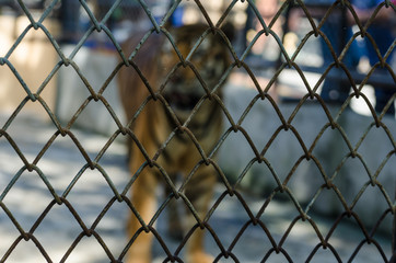 Tiger behind the cage saw a blur