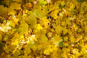Naklejka na ściany i meble Autumn trees, yellow leaves on trees, autumn landscape, autumn p
