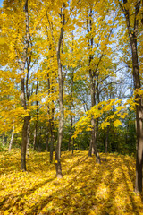Autumn trees, yellow leaves on trees, autumn landscape, autumn p
