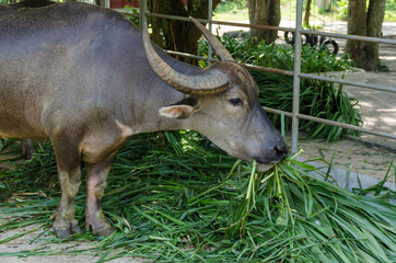 Buffalo eating grass