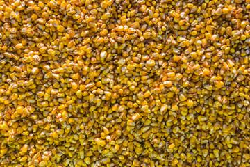 Grain corn (Zea mays, maize)