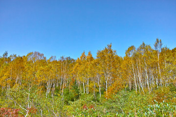 紅葉した白樺林
