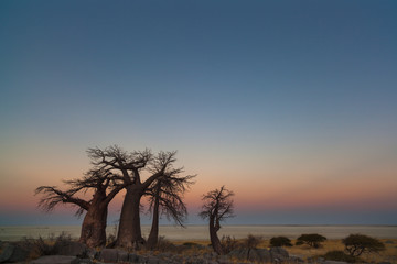 Fototapeta na wymiar Baobabs at sunset