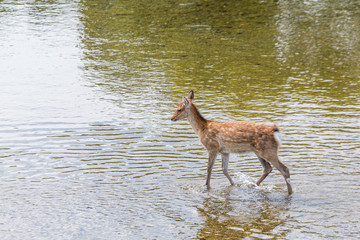 Deer walking though the lake