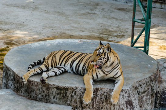 Tiger being fed by humans
