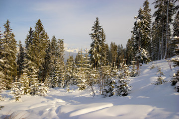 Obraz na płótnie Canvas Winter landscape with pine trees