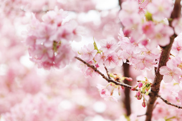 河津桜　神奈川県　松田町　日本