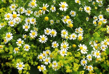 daisy bush © iloveangels58