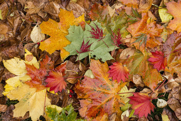 Naklejka na ściany i meble Colorful background of fallen autumn leaves