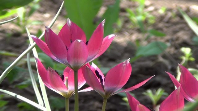 Spring flowering of rosy tulips close up